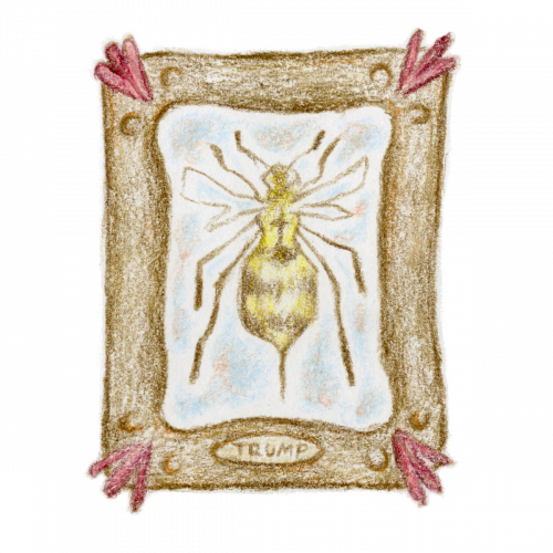 An insect case displays a wasp, labeled “Trump”. Most US Presidents have WASP lineage, aka White Anglo-Saxon Protestants.